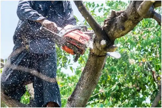 tree services West Hazleton